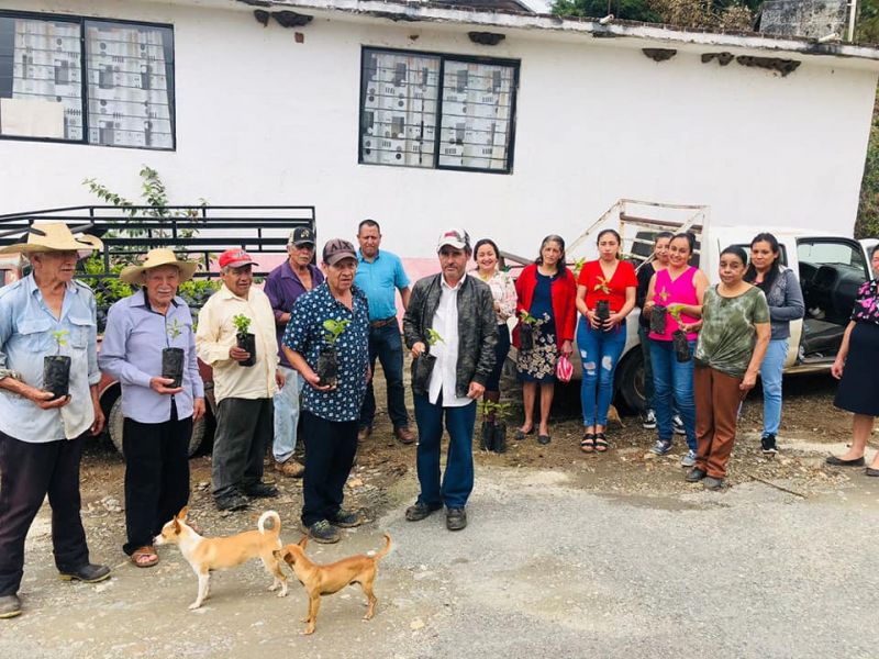 Entrega de plantas de Café